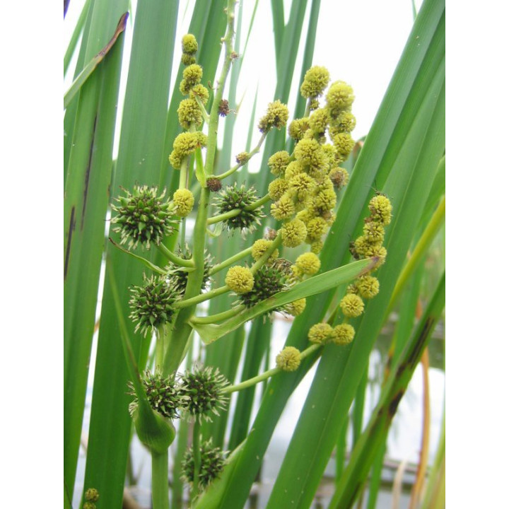 Sparganium erectum - Ágas békabuzogány