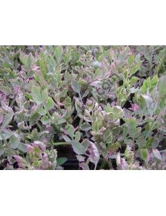 Denanthea Aguatica (Tarkalevelű vízi mételykóró)