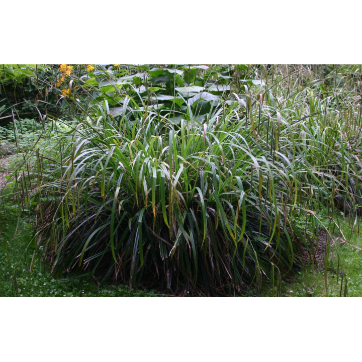 Carex pendula - Lecsüngő sás (N.12)