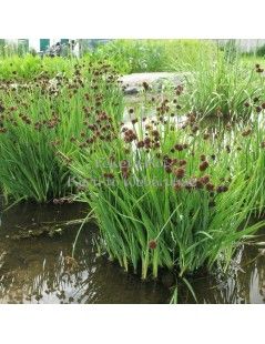 JUNCUS ensifolius - Kardlevelű szittyó