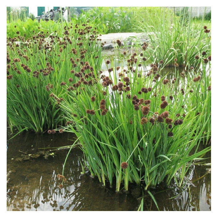 JUNCUS ensifolius - Kardlevelű szittyó