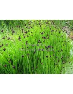 JUNCUS ensifolius - Kardlevelű szittyó