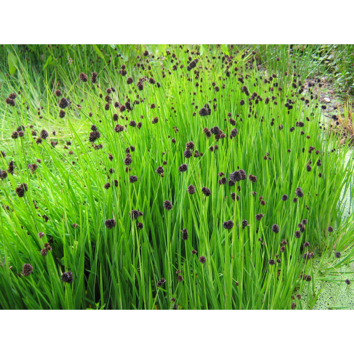 JUNCUS ensifolius - Kardlevelű szittyó