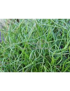 Juncus effusus 'Spiralis'  - Dugóhúzó szittyó