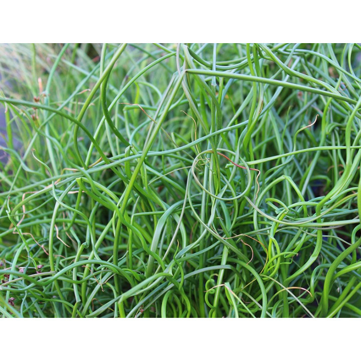 Juncus effusus 'Spiralis'  - Dugóhúzó szittyó