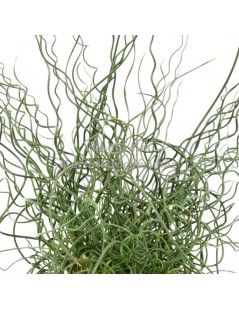 Juncus effusus 'Spiralis'  - Dugóhúzó szittyó