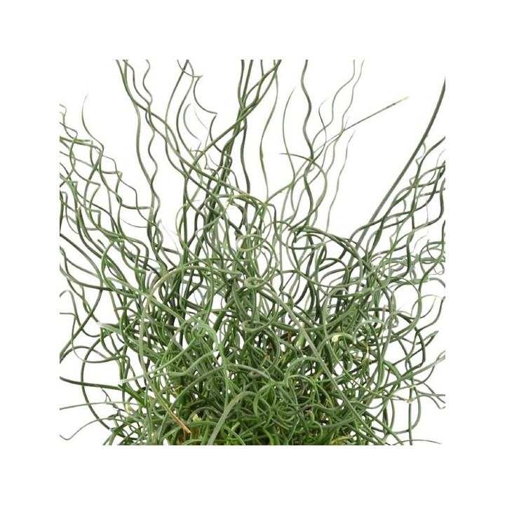 Juncus effusus 'Spiralis'  - Dugóhúzó szittyó