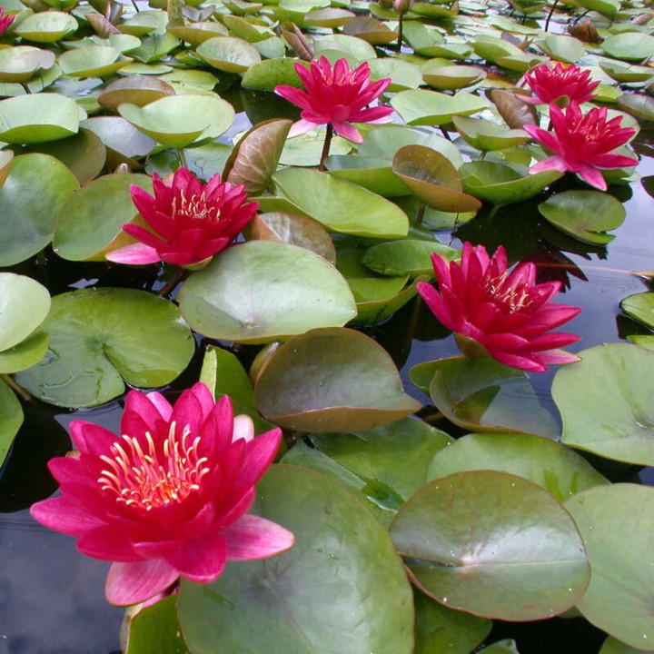 Tavirózsa Nymphaea Burgundy princes cserép nélkül