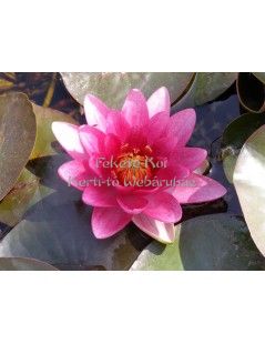 Tavirózsa Nymphaea Burgundy princes cserép nélkül
