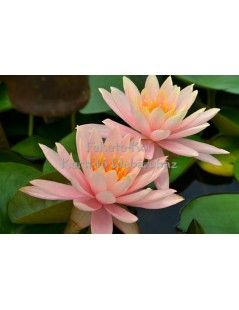 Tavirózsa Nymphaea Colorado cserép nélkül