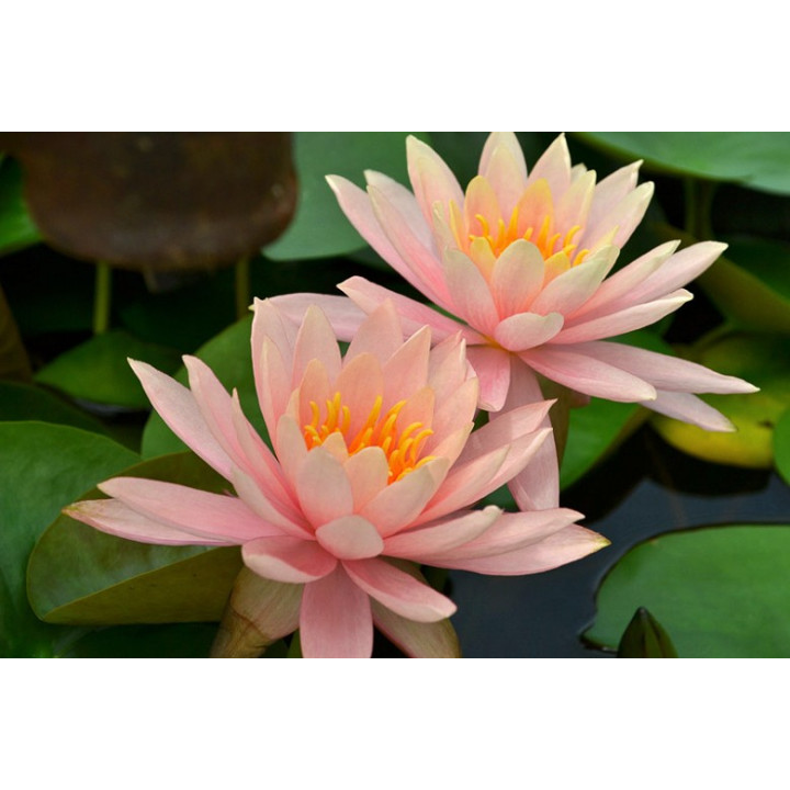 Tavirózsa Nymphaea Colorado cserép nélkül