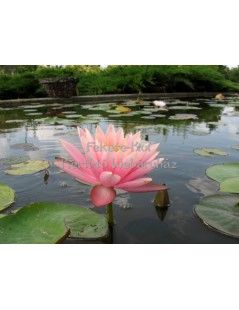 Tavirózsa Nymphaea Colorado cserép nélkül