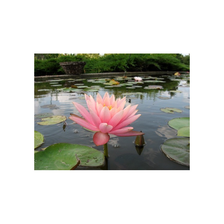 Tavirózsa Nymphaea Colorado cserép nélkül