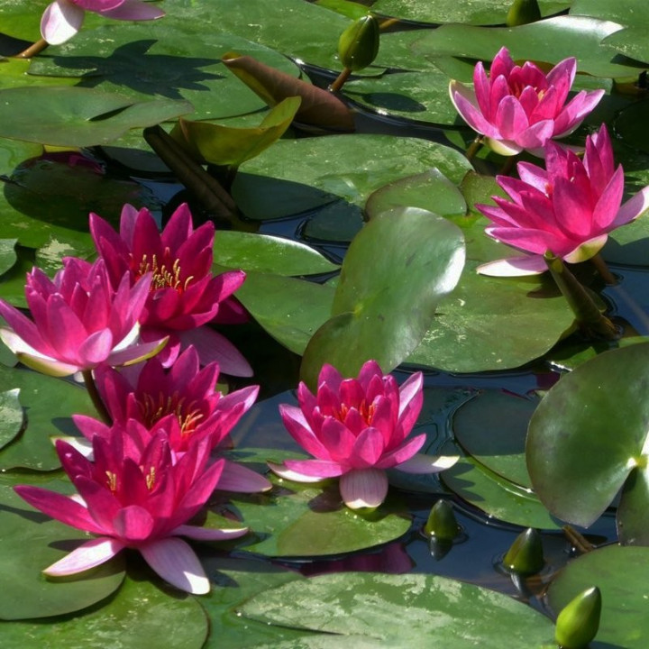 Tavirózsa Nymphaea Perry's baby red cserép nélkül