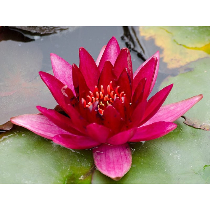 Tavirózsa Nymphaea Perry's baby red cserép nélkül