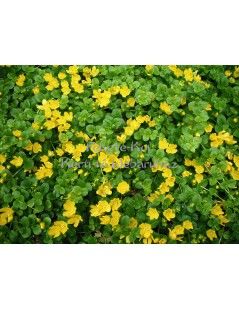 Lysimachia nummularia  - Pénzlevelű lizinka
