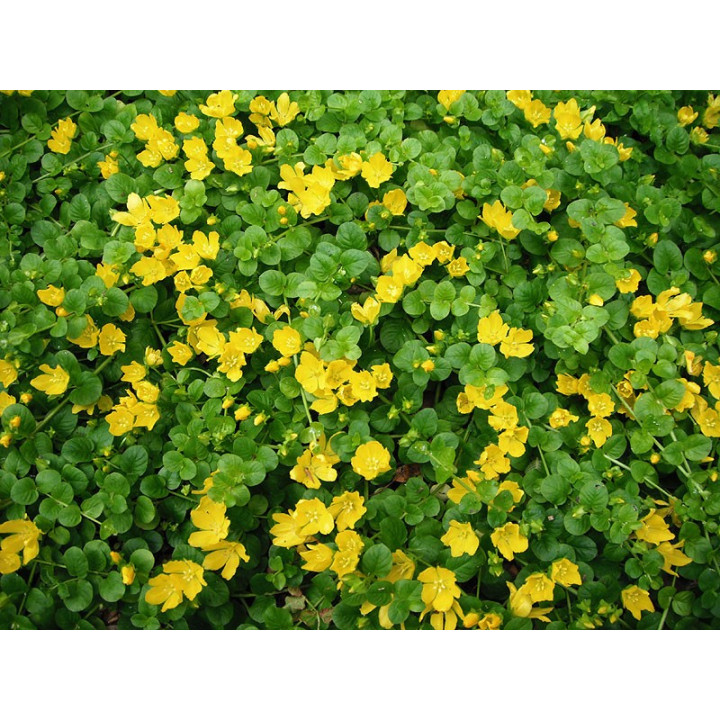 Lysimachia nummularia  - Pénzlevelű lizinka