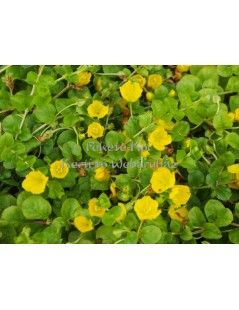 Lysimachia nummularia  - Pénzlevelű lizinka