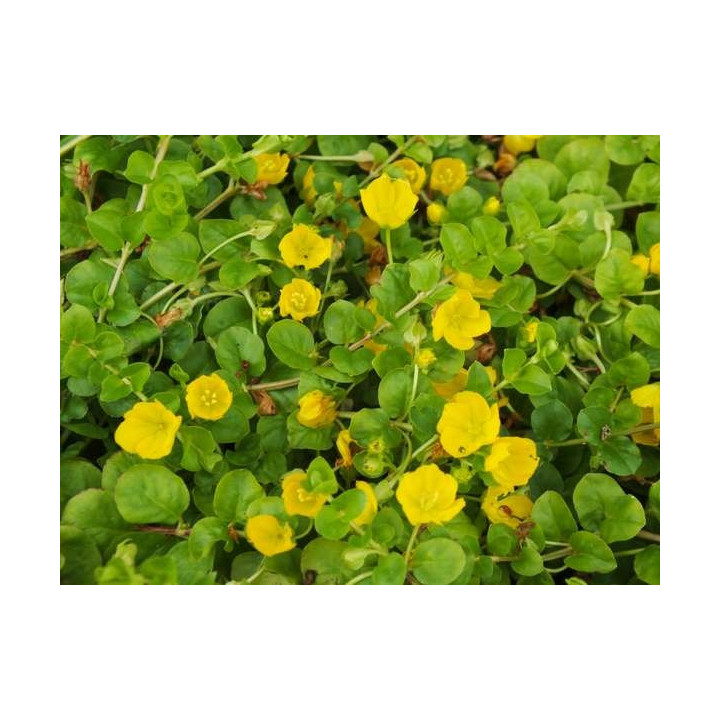 Lysimachia nummularia  - Pénzlevelű lizinka