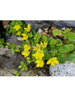 Lysimachia nummularia  - Pénzlevelű lizinka