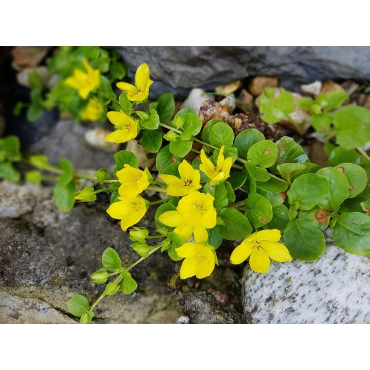 Lysimachia nummularia  - Pénzlevelű lizinka