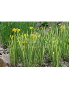 Íris pseudacorus variegata - Csíkos levelű írisz