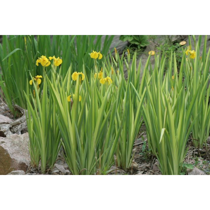 Íris pseudacorus variegata - Csíkos levelű írisz