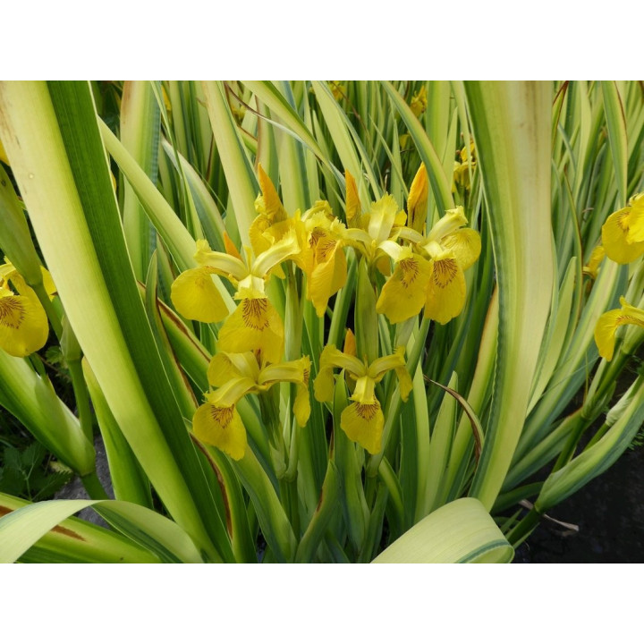 Íris pseudacorus variegata - Csíkos levelű írisz