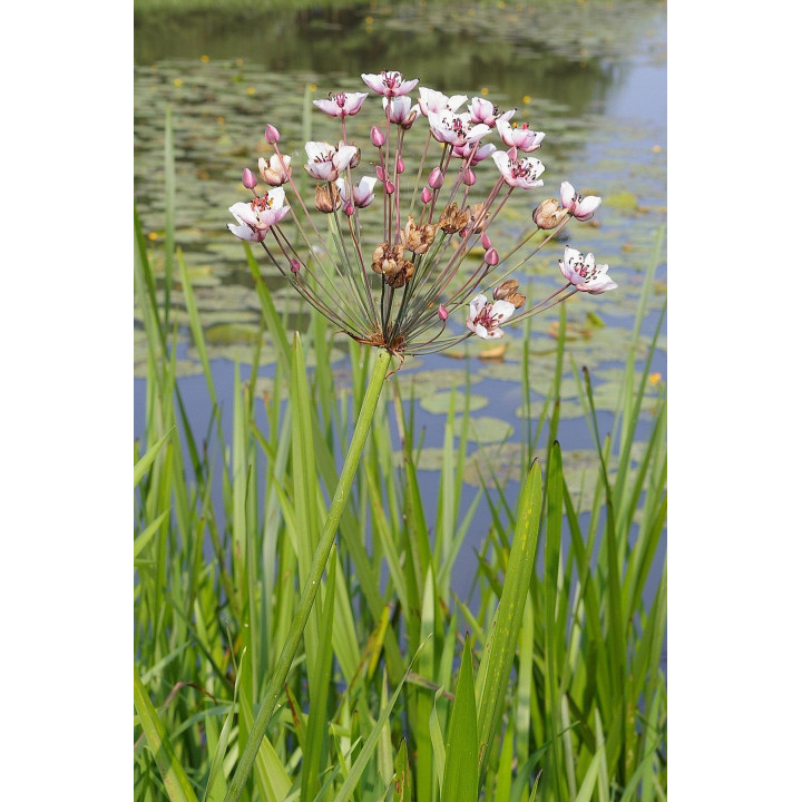 Butomus umbellatus - Virágkáka