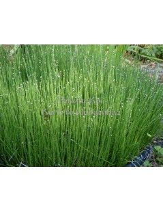 Equisetum scirpoides - Mocsári zsurló