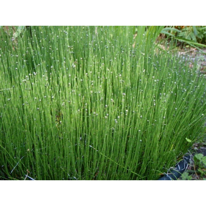 Equisetum scirpoides - Mocsári zsurló