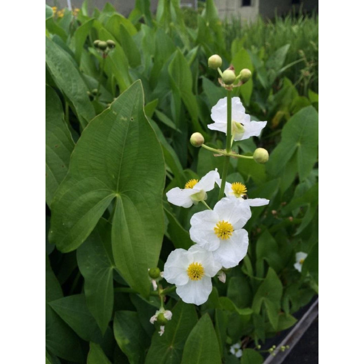 Sagittaria latifolia - Széleslevelű nyílfű