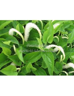 Saururus cernus - Vízi orchidea