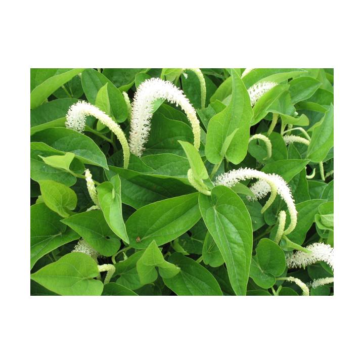 Saururus cernus - Vízi orchidea