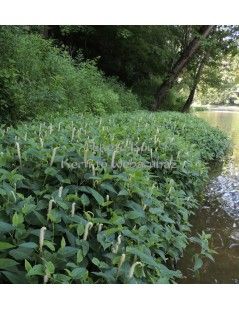 Saururus cernus - Vízi orchidea