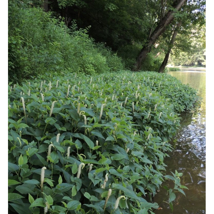 Saururus cernus - Vízi orchidea