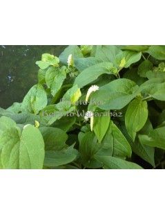 Saururus cernus - Vízi orchidea