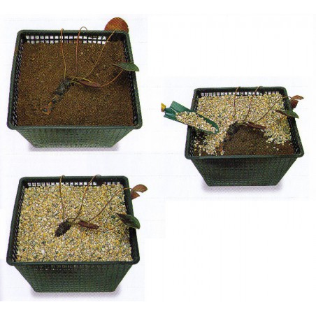 Tavirózsák tavi növények ültetési tanácsa