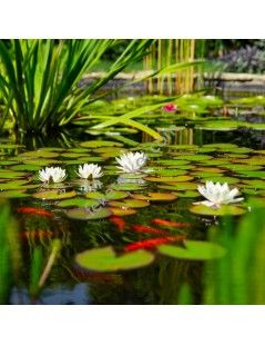 Garden pH Minus 5L 50m3 vízhez