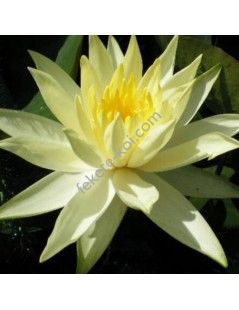 Tavirózsa Nymphaea Colonel A.J. Welch cserép nélkül