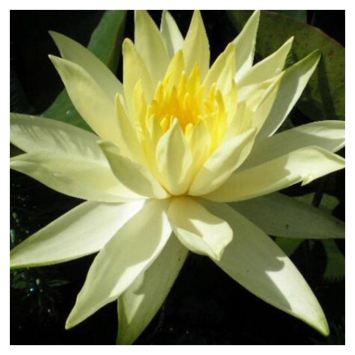 Tavirózsa Nymphaea Colonel A.J. Welch cserép nélkül