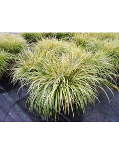 Acorus gramineus variegata - Törpe kálmos