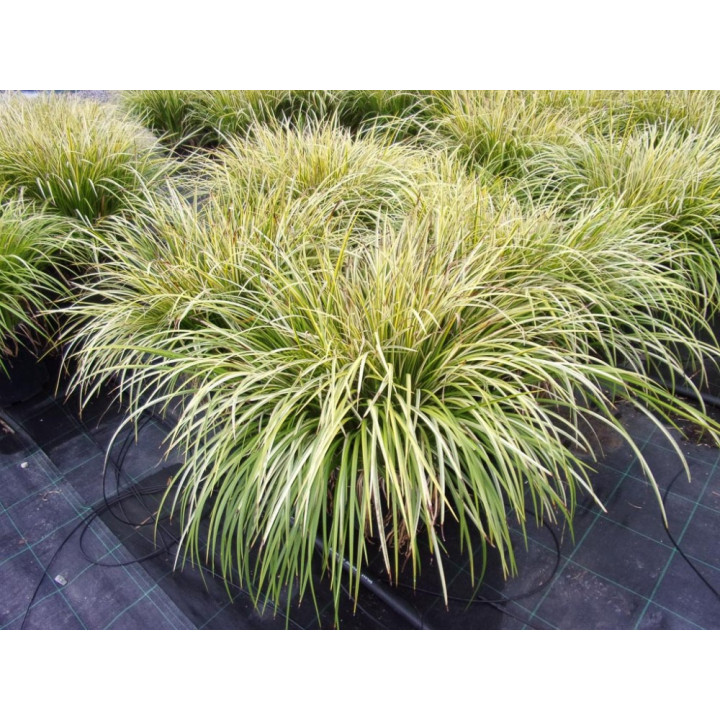 Acorus gramineus variegata - Törpe kálmos