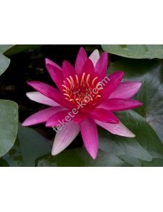 Nymphaea escarboucle cserép nélkül (bordó)