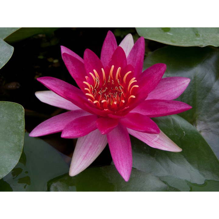 Nymphaea escarboucle cserép nélkül (bordó)