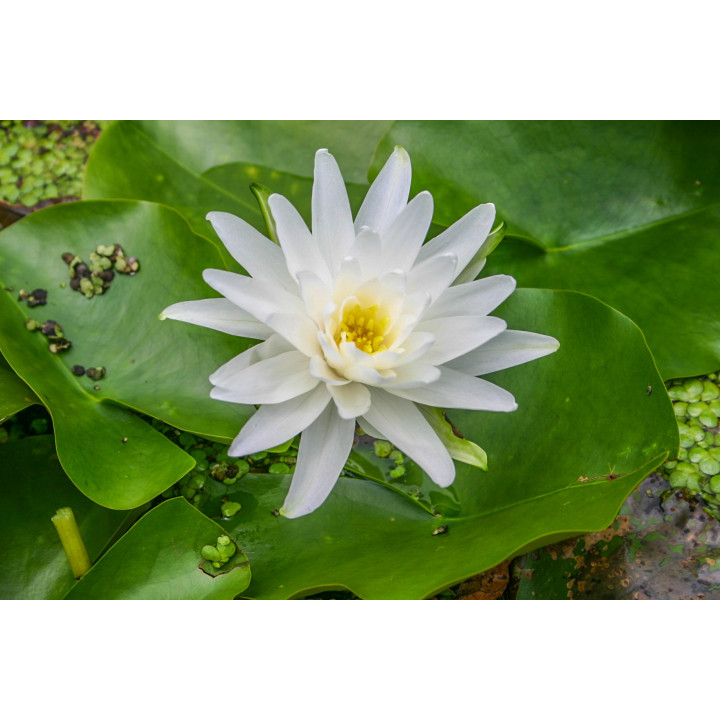 Nymphaea albatros cserép nélkül