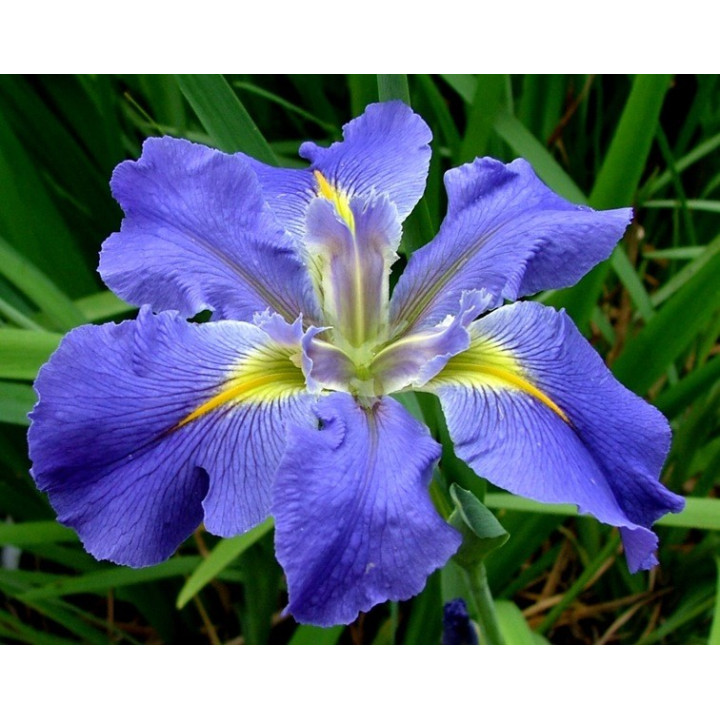 Iris luisiana ( Kék )