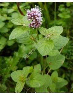 Mentha aquatica - Vízi menta