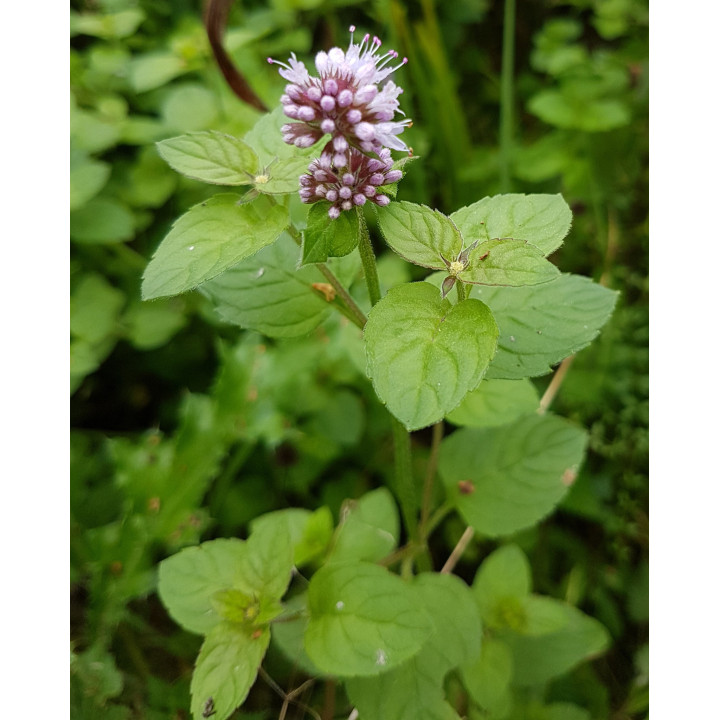 Mentha aquatica - Vízi menta