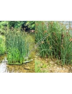 Scirpus lacustris- Tavi káka